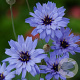 Catananche caerulea 'Blue' GM P9