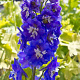 Delphinium cultorum 'Pacific Giants Blue Bird' GM P9
