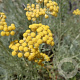 Helichrysum italicum 'Compact Curry' GM P9