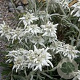Leontopodium souliei 'Alpine White' GM P9
