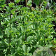 Mentha spicata 'Moroccan Beauty' GM P9