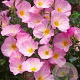 Oenothera speciosa 'Siskiyou Pink' GM P9