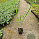 Panicum virgatum 'Northwind' plantgoed P9