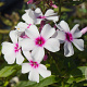 Phlox 'Famous White' GM P9