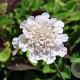 Scabiosa columbaria 'Kudo White' GM P9