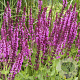 Salvia nemorosa 'Pink Beauty' GM 2,0L