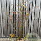 Amelanchier lamarckii 150-175 cm met kluit struik 50