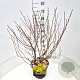 Physocarpus opulif. 'Dart's Gold' 60-80 cm 10L