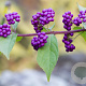 Callicarpa dichotoma 25 cm 2,0L