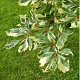 Fagus syl. 'Albomarginata' 125-150 cm 7,5L Gestokt