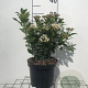 Viburnum tin. 'Eve Price' 30-40 cm 3,0L