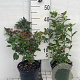 Viburnum tin. 'Eve Price' 30-40 cm 3,0L
