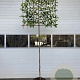 Prunus lusitanica Tico 200 cm stam container 12-14 leiboom