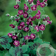 Geranium phaeum GM P9