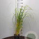 Pennisetum alopecuroides 'Compressum' GM P9