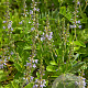 Veronica officinalis GM P9