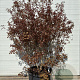 Acer 'Ample Surprise' 170-200 cm container
