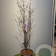 Acer griseum 100-125 cm 20L