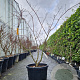 Acer japonicum 'Aconitifolium' 150-175 cm 35L meerstammig