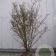 Acer palmatum 200-250 cm draadkluit