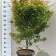 Acer pal. 'Katsura' 100-125 cm 20L