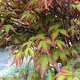Acer pal. 'Kiyohime' 100-125 cm 50L breed