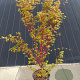 Acer pal. 'Sangokaku' 125-150 cm 20L