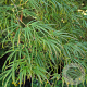 Acer pal. 'Scolopendriifolium' 200-250 cm cont. 180L