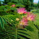 Albizia julibr. Ombrella 60-80 cm 20L