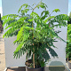 Albizia julibr. Ombrella 100-125 cm 20L
