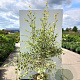 Betula nigra 'Shiloh Splash' 150-175 cm 20L