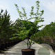 Carpinus betulus 200-250 cm 35L solitair meerstammig