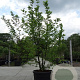 Carpinus betulus 300-350 cm container meerstammig solitair