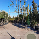 Carpinus betulus 200 cm stam container 16-18 leiboom