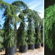 Cedrus deod. 'Pendula' 250-300 cm cont. 500L