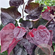 Cercis can. Ace of Spades 100-125 cm 20L