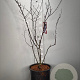 Cercis can. 'Forest Pansy' 100-125 cm 20L