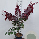 Cercis can. 'Forest Pansy' 125-150 cm 20L