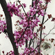 Cercis can. 'Forest Pansy' 250-300 cm 50L 2 stam