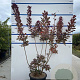 Cotinus cog. 'Royal Purple' 100-125 cm 20L
