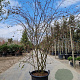 Cotoneaster franchetii 200-250 cm 45L