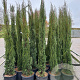 Cupressus sempervirens 175-200 cm container Multistam