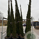 Cupressus sempervirens 300-350 cm container