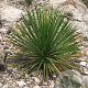 Dasylirion leiophyllum 80-100 cm 35L