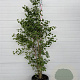 Ginkgo biloba 150-175 cm container 
