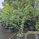 Gleditsia triacanthos 'Skyline' 200-250 cm container meerstammig najaarspotting