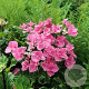 Hydrangea m. So Long Aya 50-60 cm 20L