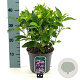 Hydrangea s. 'Bluebird' 30-35 cm 3,0L