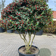 Ilex cornuta GM container meerstammig solitair