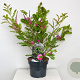 Indigofera heterantha 30-40 cm 3,0L